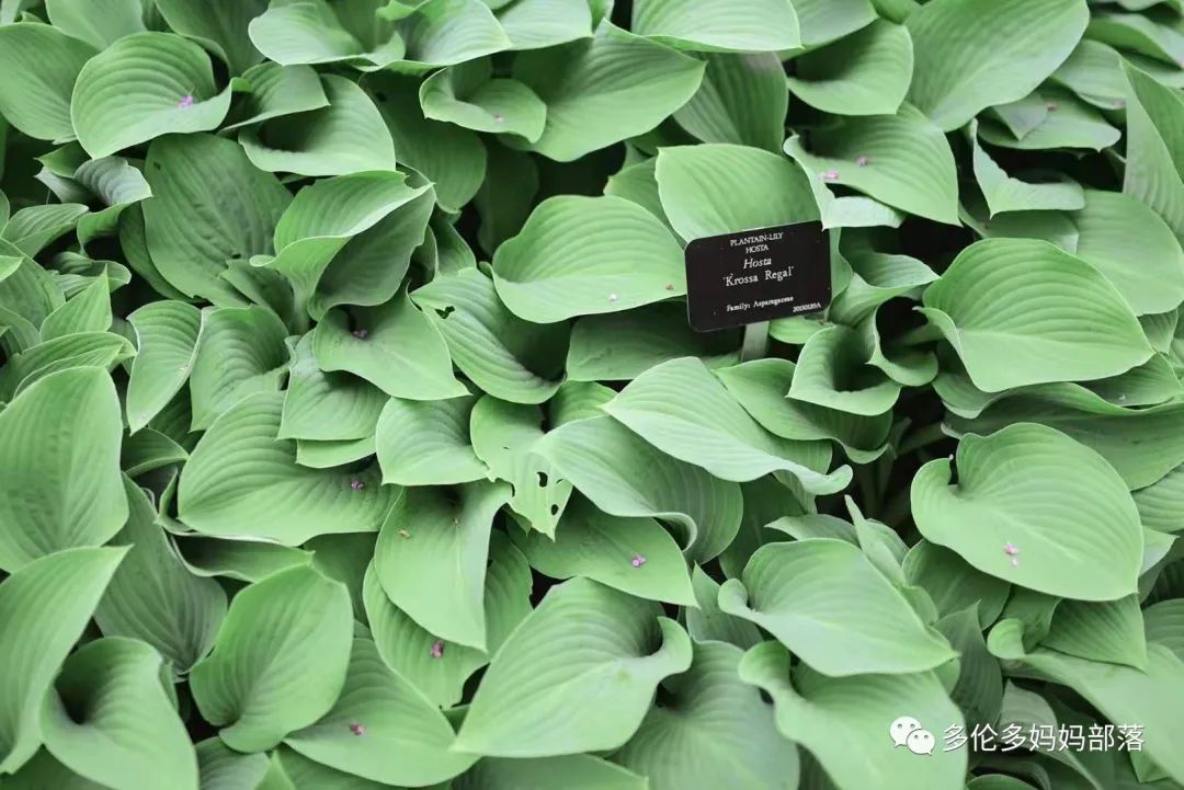 摸鱼RBG隔壁花园：甄嬛传十级学者带你赏芍药赏牡丹赏玉簪