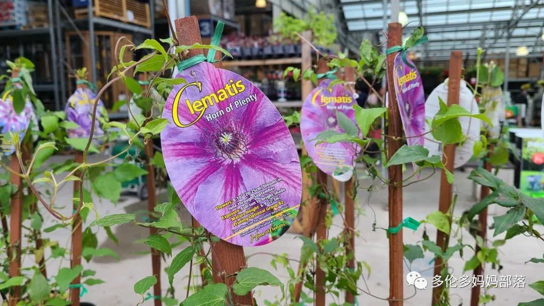 【探店】审美在线的Low's高颜值铁线莲、玫瑰、绿植上架，海量细节生图曝光