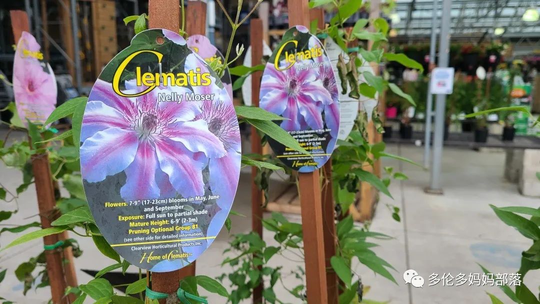 【探店】审美在线的Low's高颜值铁线莲、玫瑰、绿植上架，海量细节生图曝光