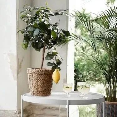 【探店】审美在线的Low's高颜值铁线莲、玫瑰、绿植上架，海量细节生图曝光