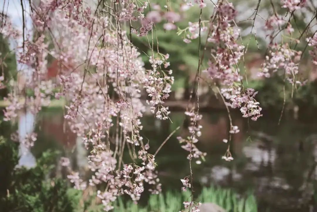 赏樱讲究一个意境！密西沙加日本公园樱花开得正好！