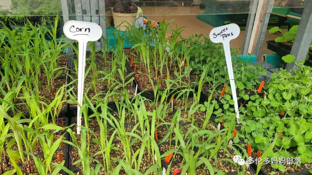 “菜根花大宝贝”探店19街农场菜园子：菜苗又绿又便宜，粪土又肥又多样！