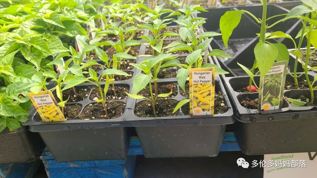 “菜根花大宝贝”探店19街农场菜园子：菜苗又绿又便宜，粪土又肥又多样！