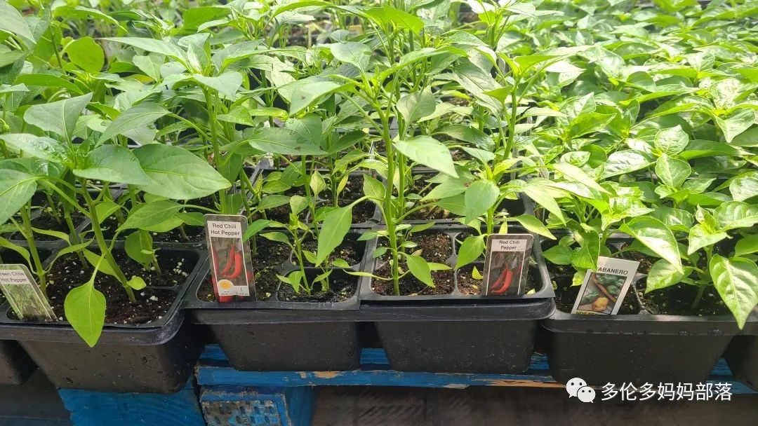 “菜根花大宝贝”探店19街农场菜园子：菜苗又绿又便宜，粪土又肥又多样！