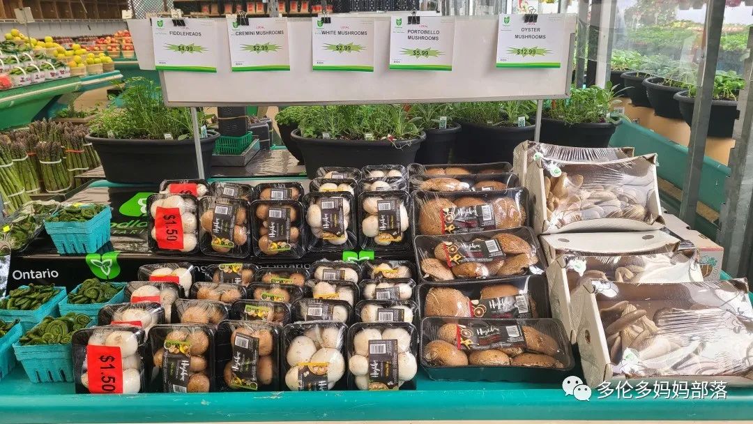 “菜根花大宝贝”探店19街农场菜园子：菜苗又绿又便宜，粪土又肥又多样！