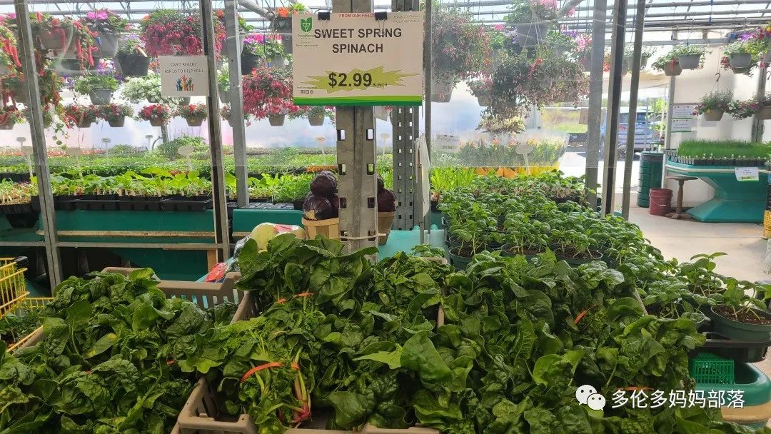 “菜根花大宝贝”探店19街农场菜园子：菜苗又绿又便宜，粪土又肥又多样！