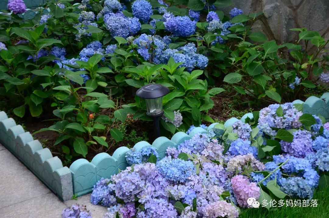 在四季只有冬夏冬冬的土狼屯：种植绣球如何选品？如何养护？（内附大型炫富）