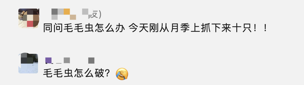 安省黑毛毛虫大爆发，手把手教你怎么搞死它！（有虫图，不适，慎点）