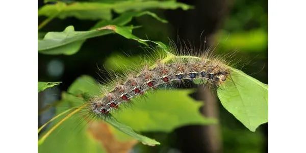 安省黑毛毛虫大爆发，手把手教你怎么搞死它！（有虫图，不适，慎点）