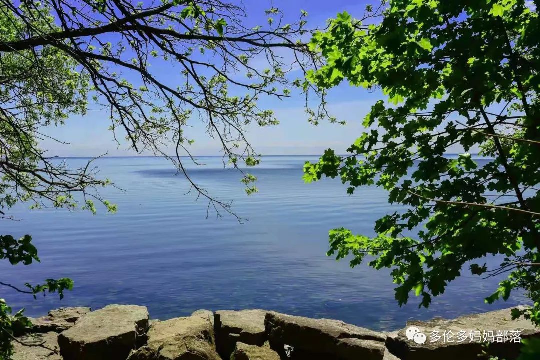 浓颜系美貌！快去多伦多这个杜鹃园赏花，绝绝子！