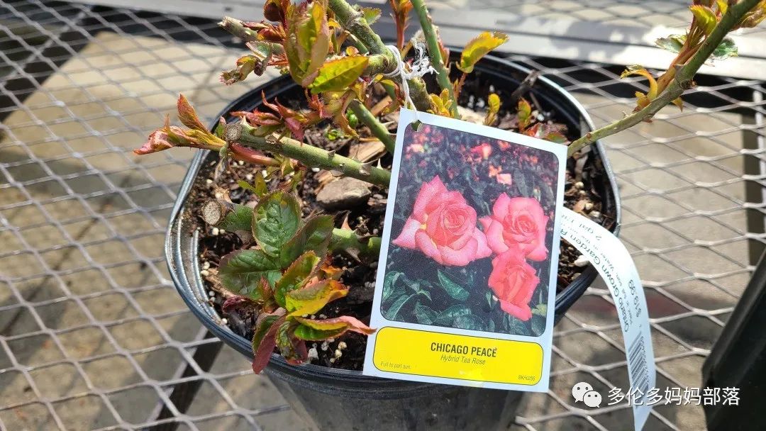 【探店】审美在线的Low's高颜值铁线莲、玫瑰、绿植上架，海量细节生图曝光