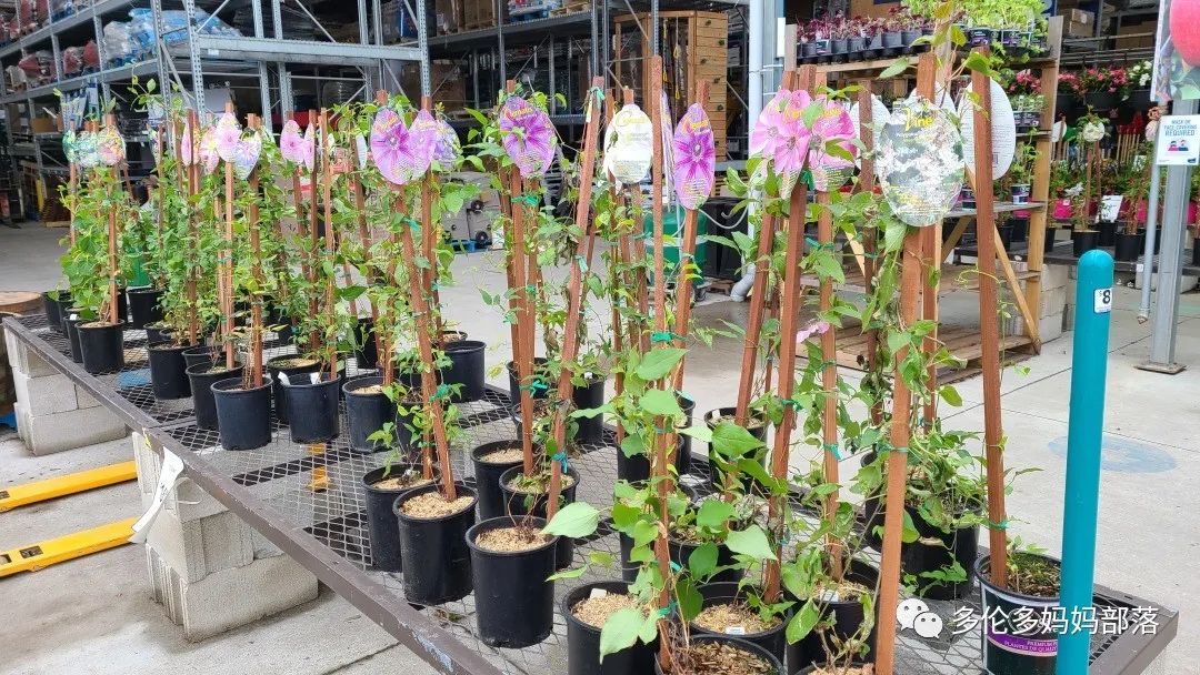 【探店】审美在线的Low's高颜值铁线莲、玫瑰、绿植上架，海量细节生图曝光