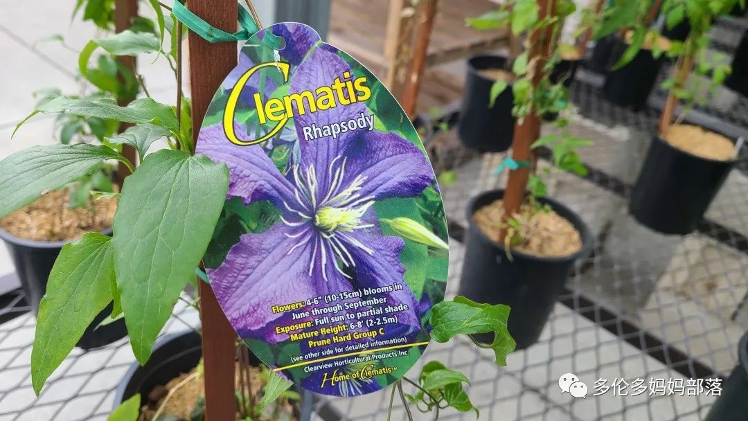 【探店】审美在线的Low's高颜值铁线莲、玫瑰、绿植上架，海量细节生图曝光