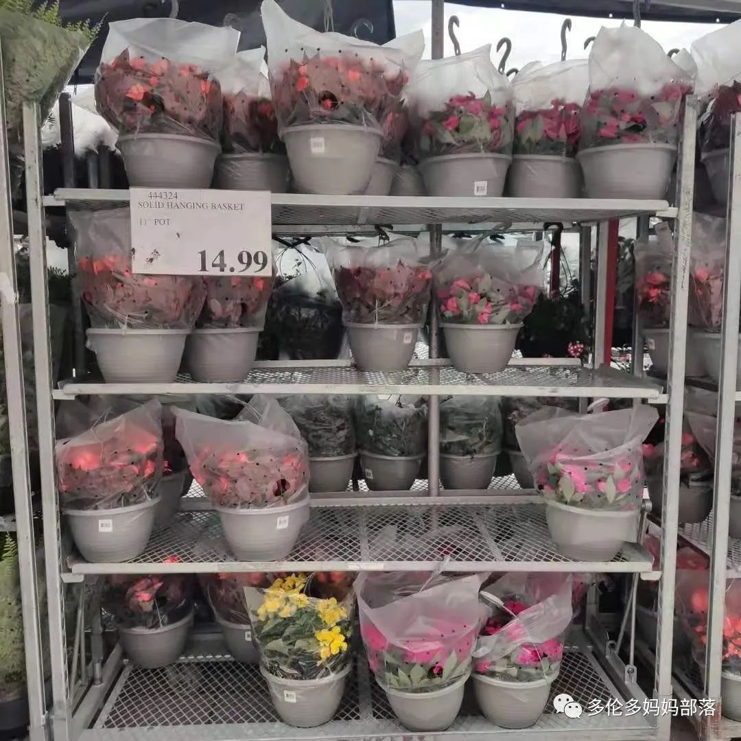 Costco排队买花人山人海，大量盆栽花卉新鲜上架