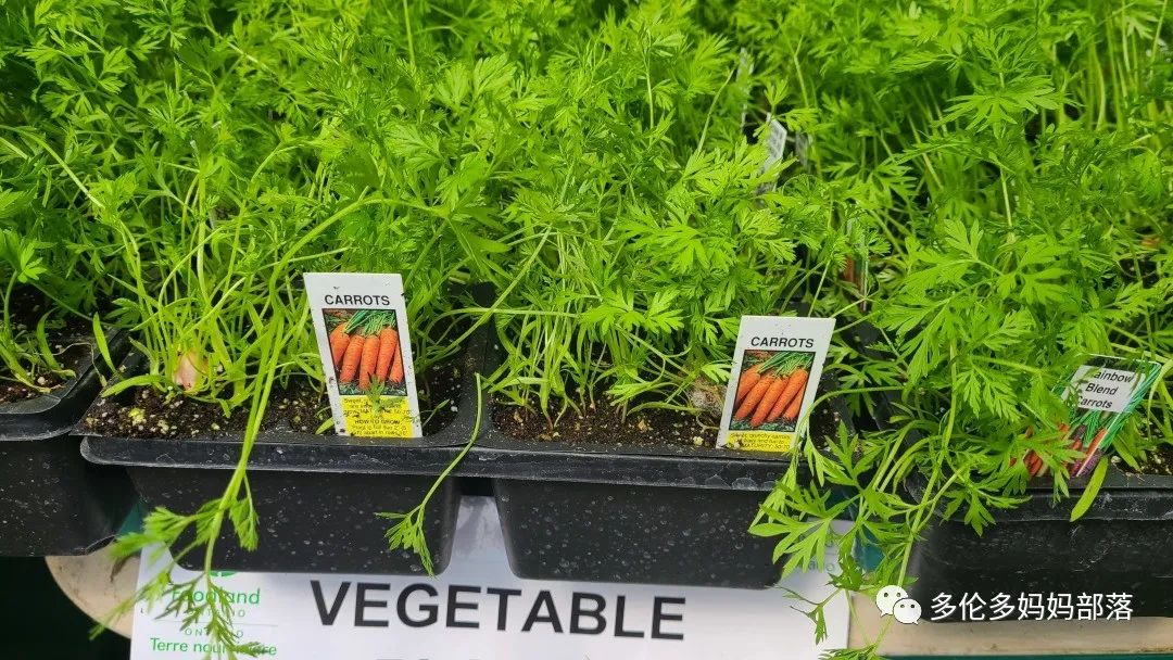 “菜根花大宝贝”探店19街农场菜园子：菜苗又绿又便宜，粪土又肥又多样！