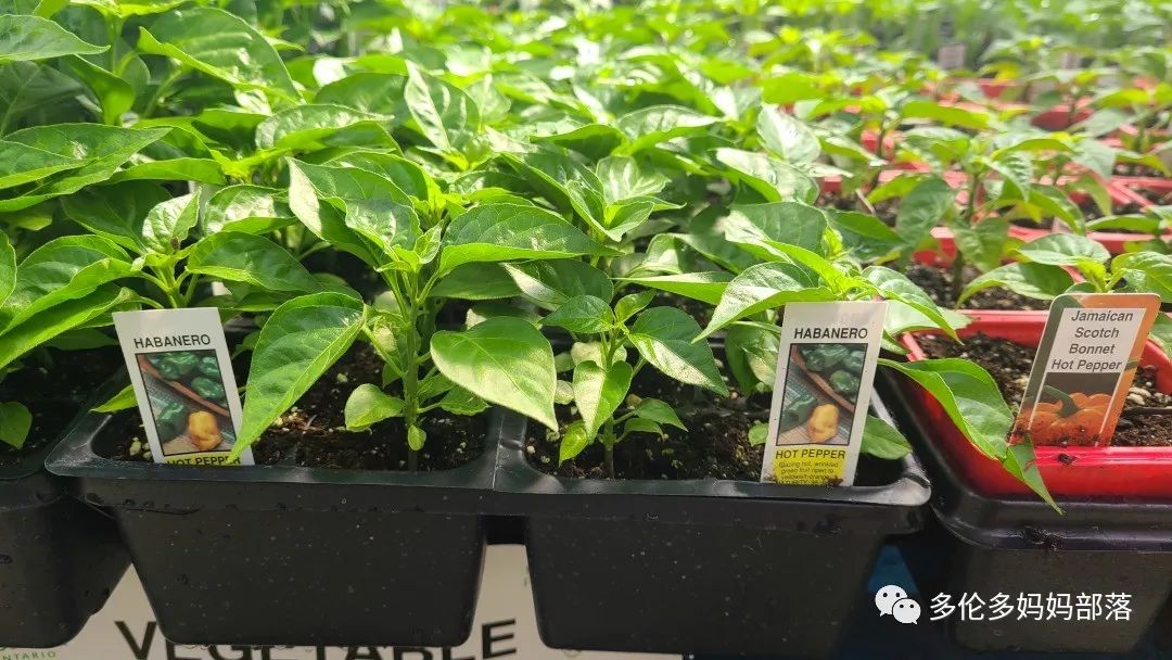 “菜根花大宝贝”探店19街农场菜园子：菜苗又绿又便宜，粪土又肥又多样！