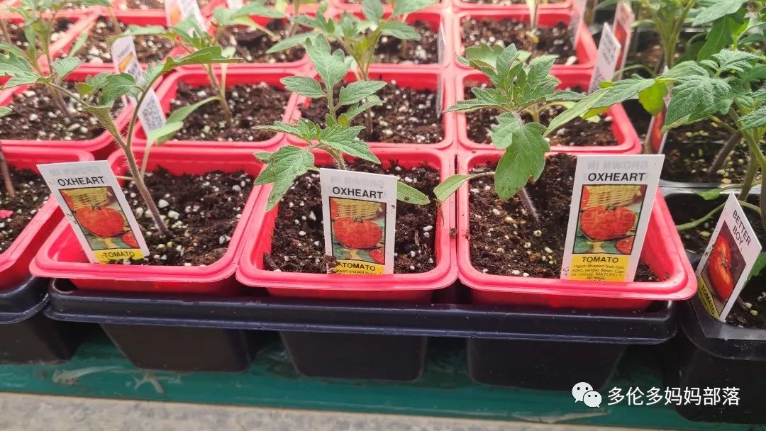 “菜根花大宝贝”探店19街农场菜园子：菜苗又绿又便宜，粪土又肥又多样！