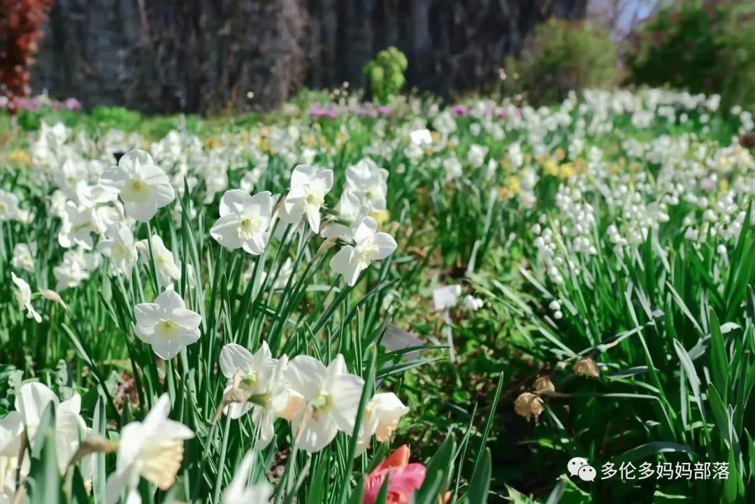 溜娃好去处，带娃看花海，爱德华公园的花花们都开疯了！