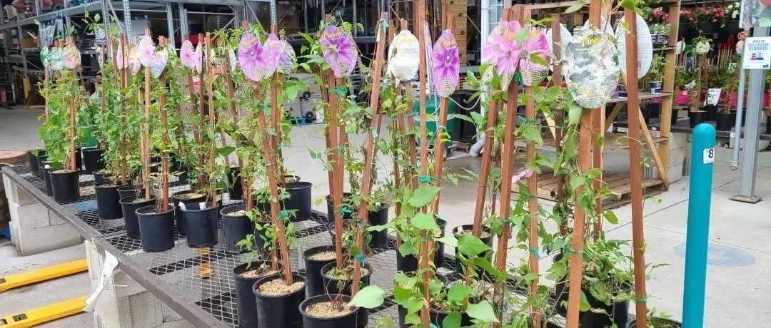 傻傻分不清！养花种菜施肥小百科：这些肥料都有什么用？