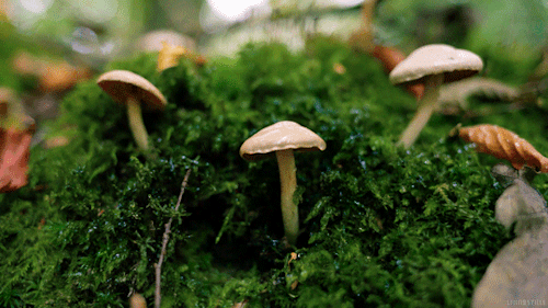 “看起来很好吃！” 撸一撸那些有毒的野菜野果野蘑菇：别瞎薅！