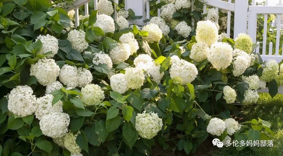 在四季只有冬夏冬冬的土狼屯：种植绣球如何选品？如何养护？（内附大型炫富）