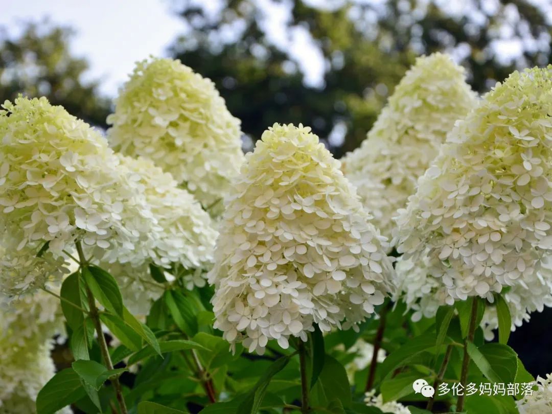 在四季只有冬夏冬冬的土狼屯：种植绣球如何选品？如何养护？（内附大型炫富）