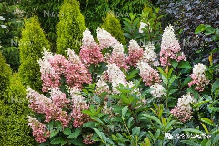 在四季只有冬夏冬冬的土狼屯：种植绣球如何选品？如何养护？（内附大型炫富）