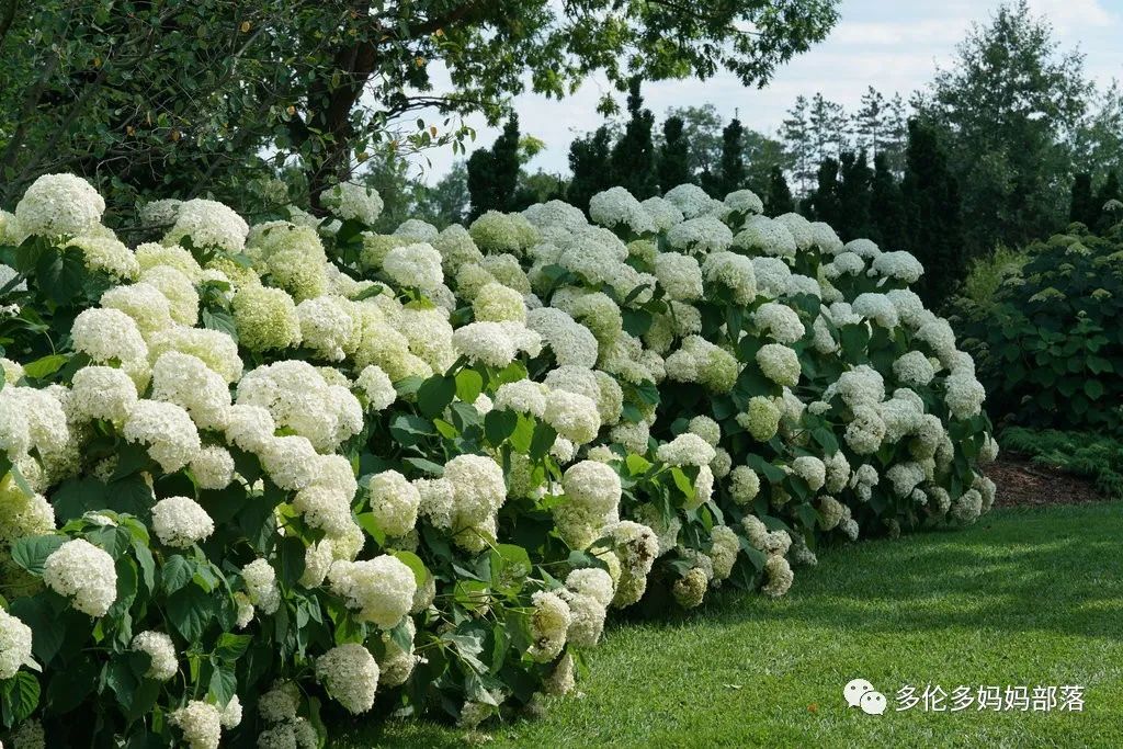 在四季只有冬夏冬冬的土狼屯：种植绣球如何选品？如何养护？（内附大型炫富）