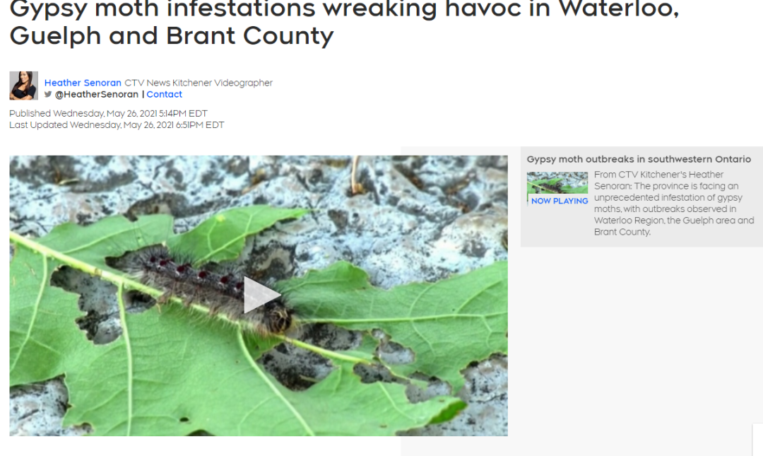 安省黑毛毛虫大爆发，手把手教你怎么搞死它！（有虫图，不适，慎点）