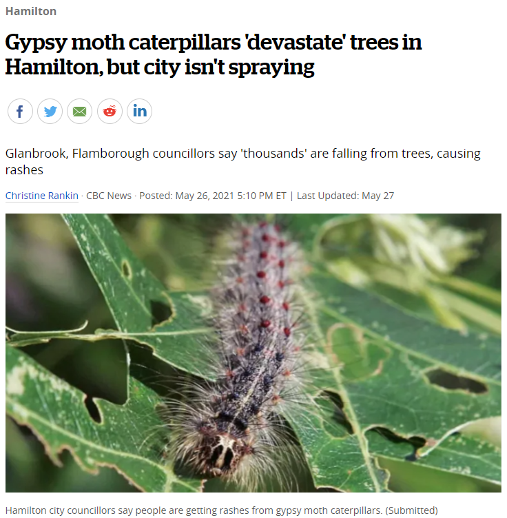 安省黑毛毛虫大爆发，手把手教你怎么搞死它！（有虫图，不适，慎点）