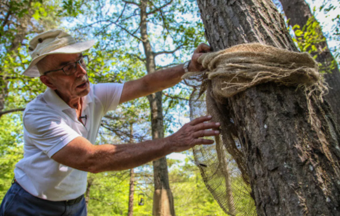 安省黑毛毛虫大爆发，手把手教你怎么搞死它！（有虫图，不适，慎点）