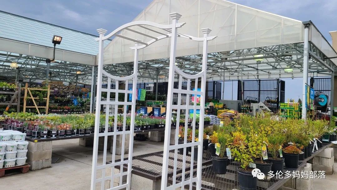 【探店】审美在线的Low's高颜值铁线莲、玫瑰、绿植上架，海量细节生图曝光