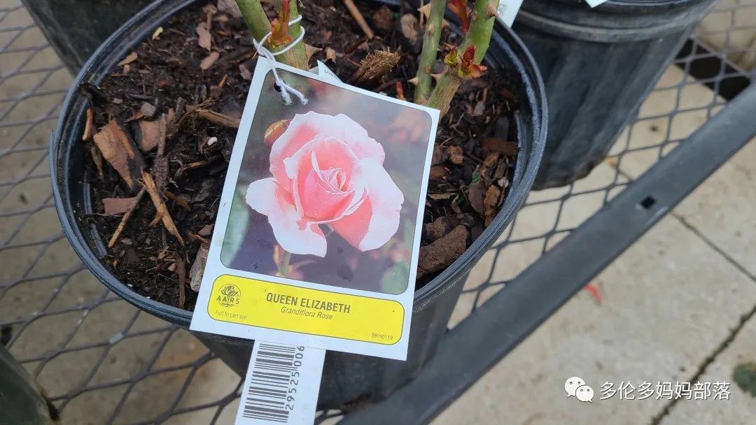 【探店】审美在线的Low's高颜值铁线莲、玫瑰、绿植上架，海量细节生图曝光