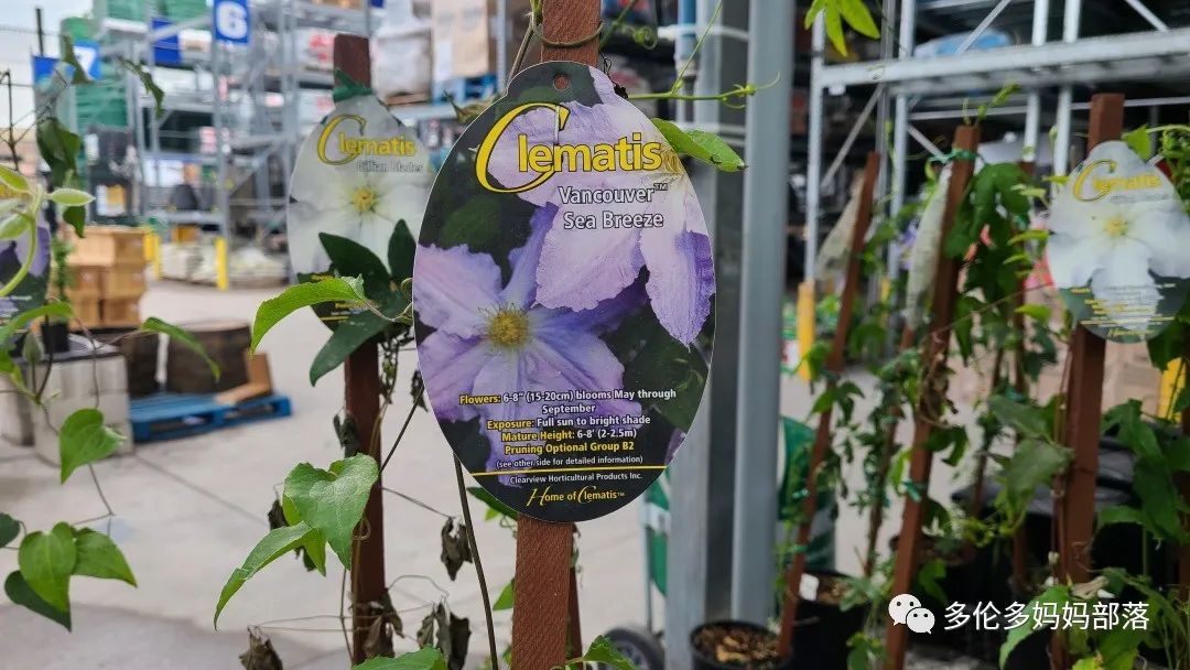 【探店】审美在线的Low's高颜值铁线莲、玫瑰、绿植上架，海量细节生图曝光