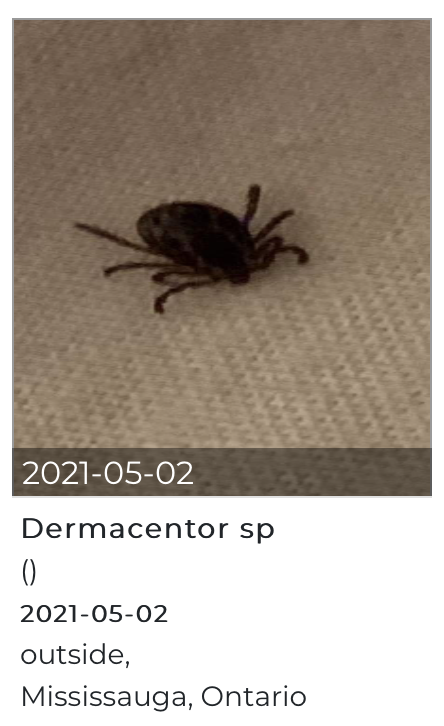 多虫图!慎点!加拿大今年蜱虫更猖獗!被咬一口可能瘫痪... 多虫图!慎点!加拿大今年蜱虫更猖獗!被咬一口可能瘫痪...