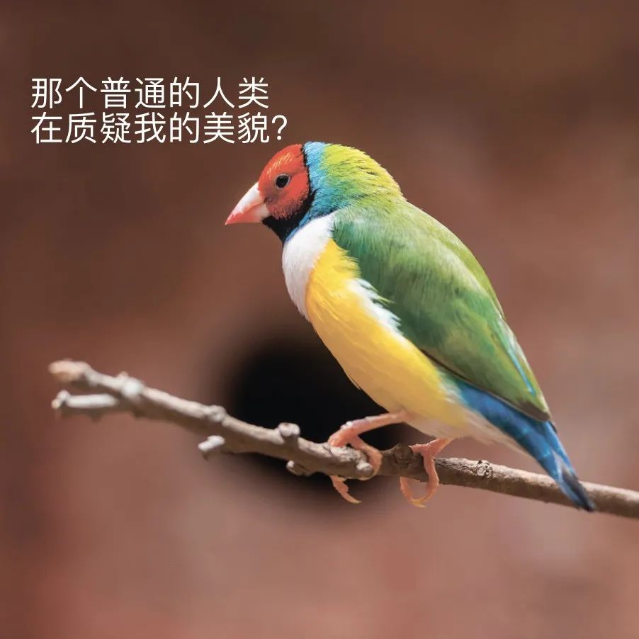 赏樱讲究一个意境！密西沙加日本公园樱花开得正好！