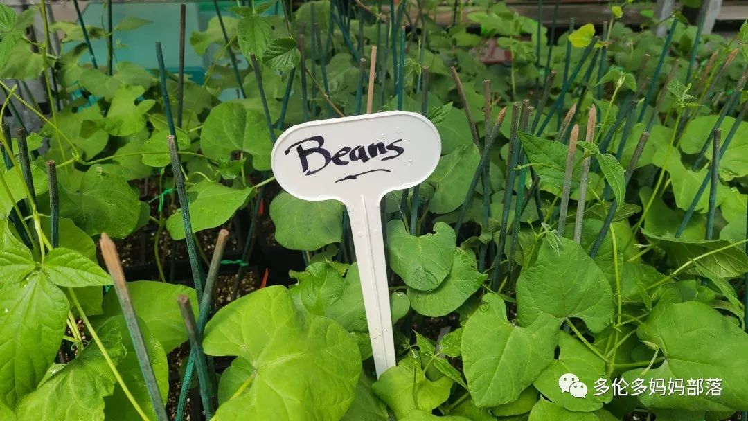 “菜根花大宝贝”探店19街农场菜园子：菜苗又绿又便宜，粪土又肥又多样！