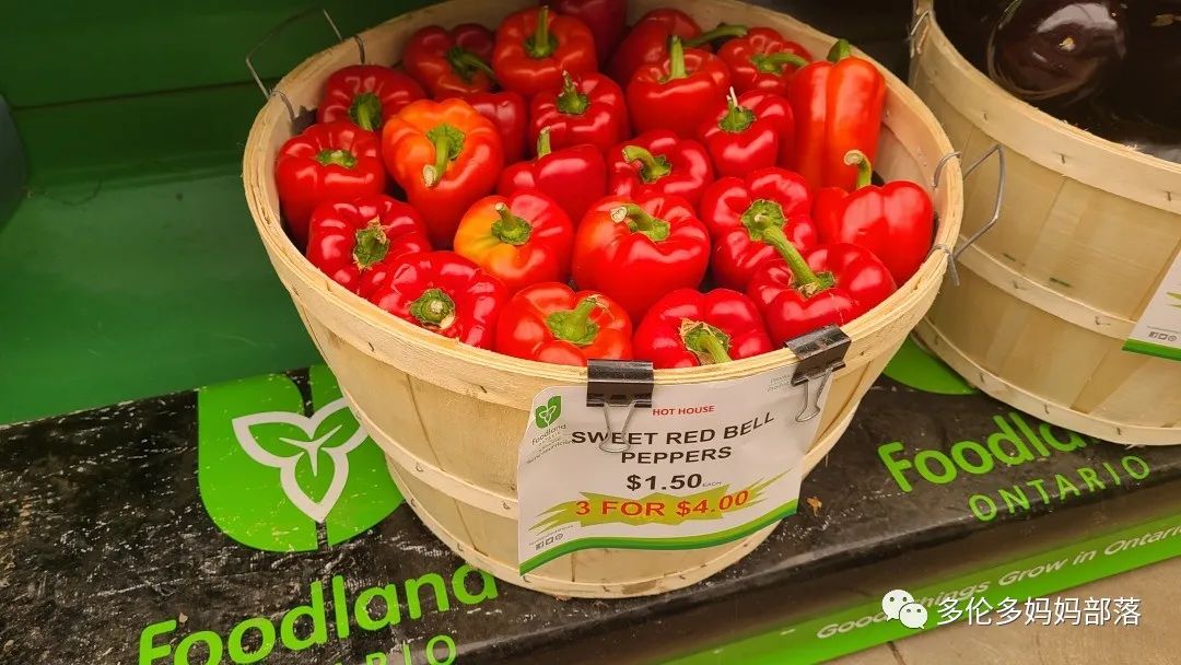 “菜根花大宝贝”探店19街农场菜园子：菜苗又绿又便宜，粪土又肥又多样！