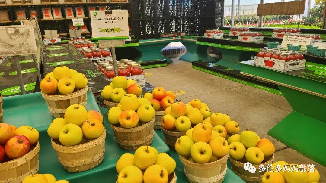 “菜根花大宝贝”探店19街农场菜园子：菜苗又绿又便宜，粪土又肥又多样！