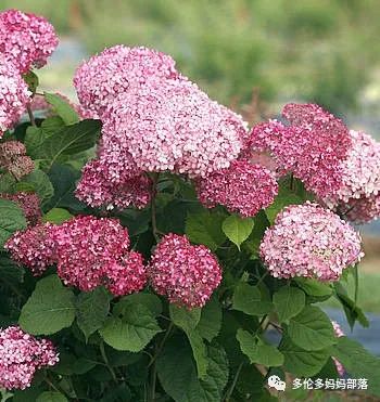 在四季只有冬夏冬冬的土狼屯：种植绣球如何选品？如何养护？（内附大型炫富）