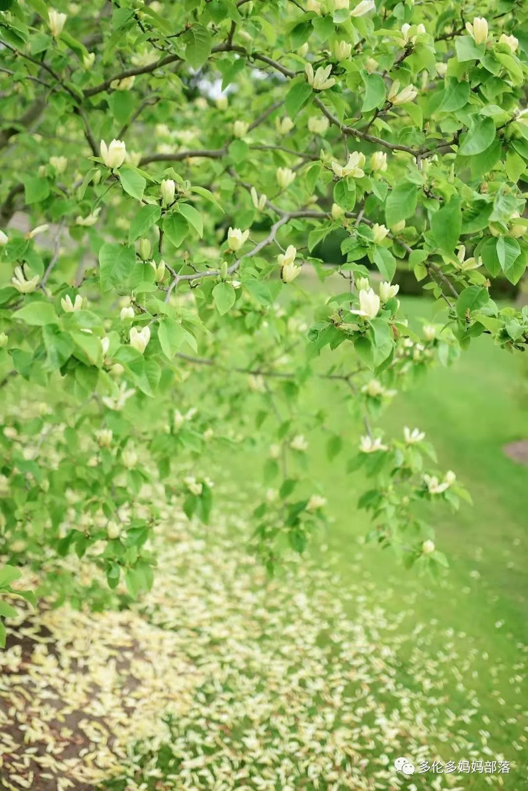 摸鱼RBG隔壁花园：甄嬛传十级学者带你赏芍药赏牡丹赏玉簪
