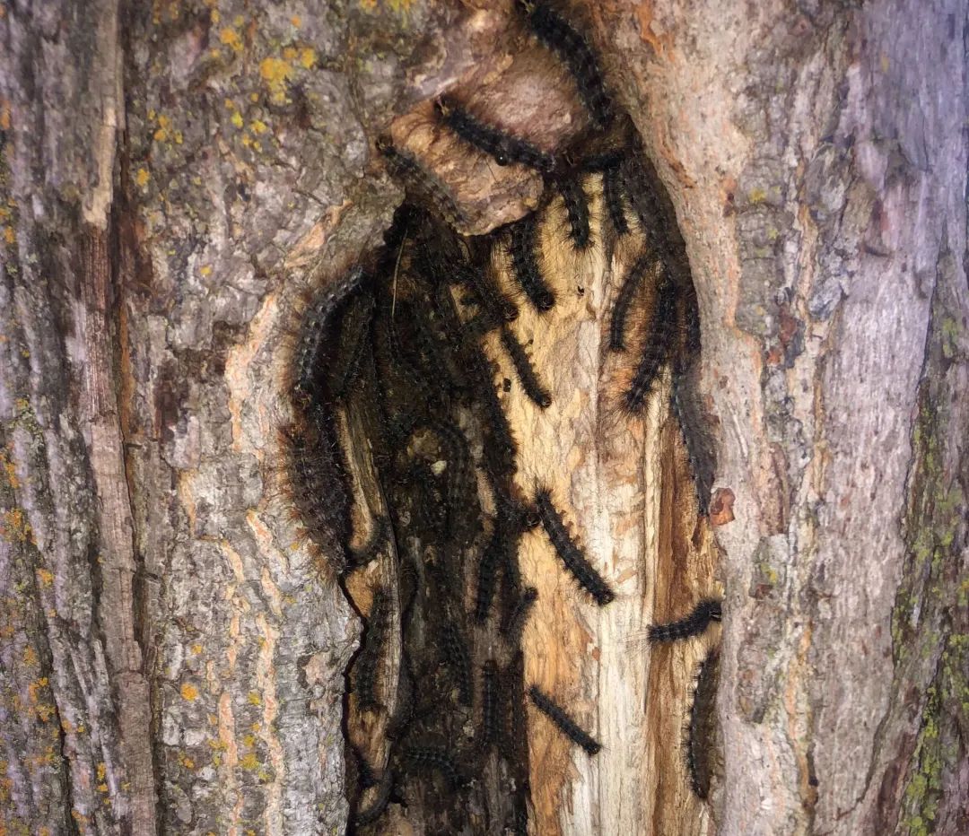 安省黑毛毛虫大爆发，手把手教你怎么搞死它！（有虫图，不适，慎点）