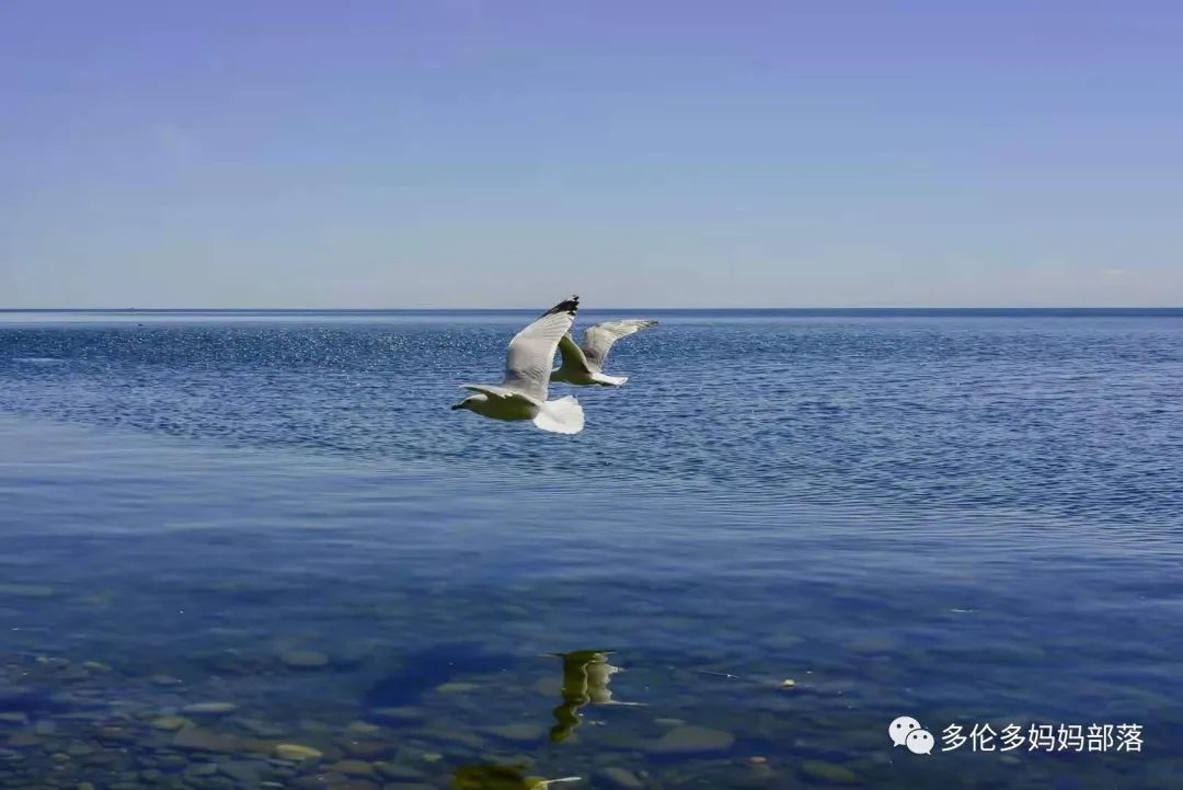 浓颜系美貌！快去多伦多这个杜鹃园赏花，绝绝子！