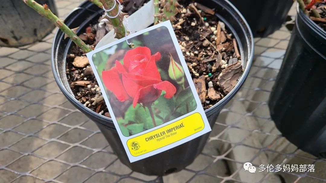 【探店】审美在线的Low's高颜值铁线莲、玫瑰、绿植上架，海量细节生图曝光