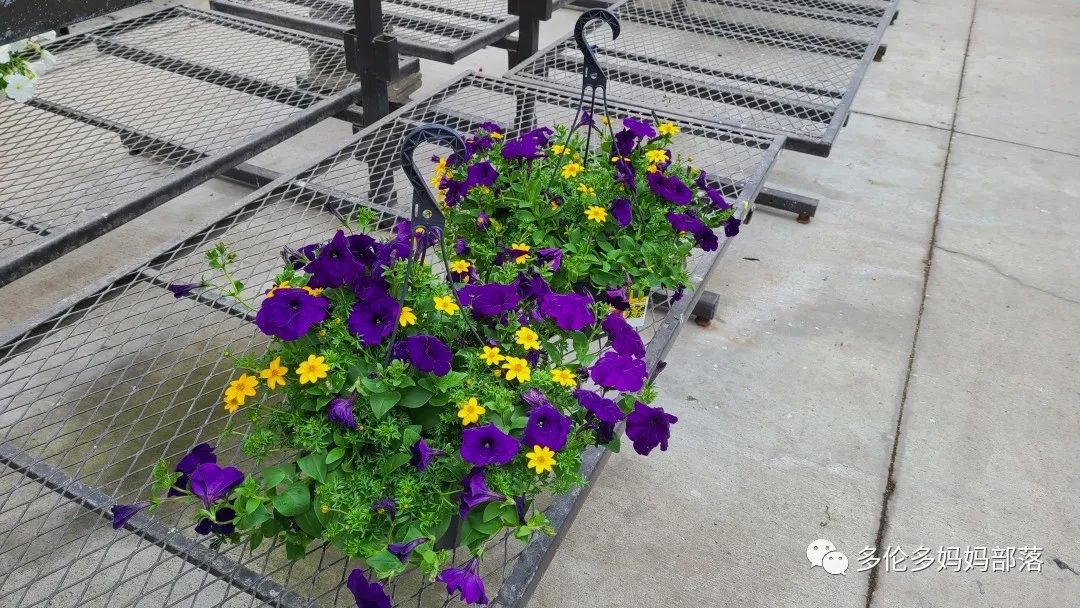 【探店】审美在线的Low's高颜值铁线莲、玫瑰、绿植上架，海量细节生图曝光