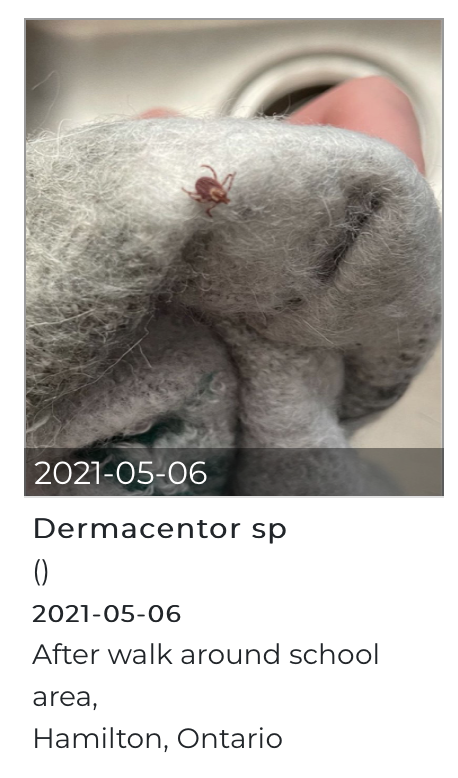 多虫图!慎点!加拿大今年蜱虫更猖獗!被咬一口可能瘫痪... 多虫图!慎点!加拿大今年蜱虫更猖獗!被咬一口可能瘫痪...