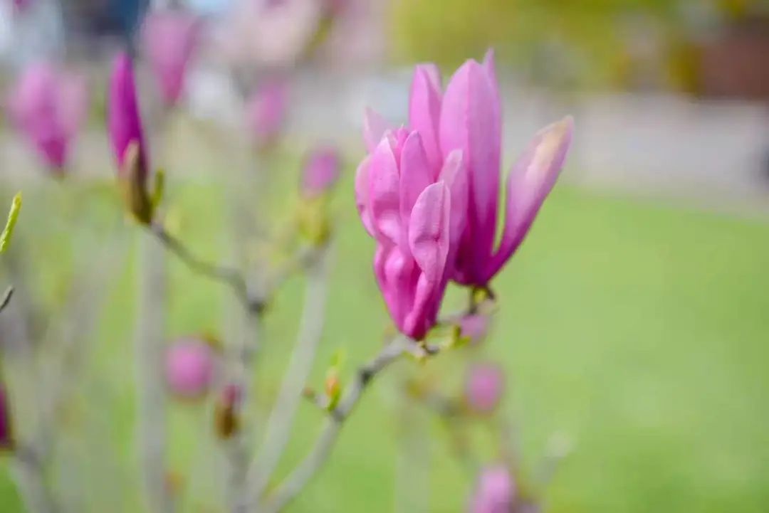 赏樱讲究一个意境！密西沙加日本公园樱花开得正好！