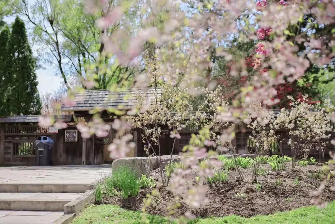 赏樱讲究一个意境！密西沙加日本公园樱花开得正好！