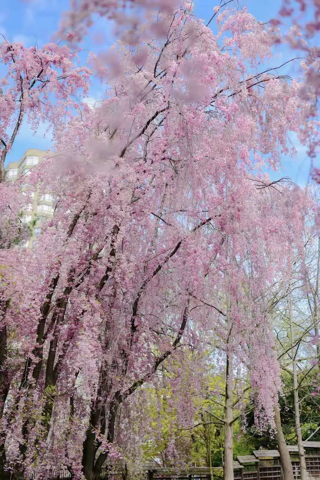 赏樱讲究一个意境！密西沙加日本公园樱花开得正好！