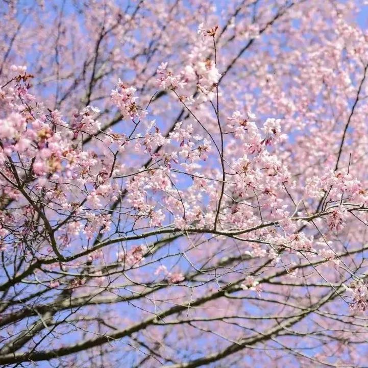 赏樱讲究一个意境！密西沙加日本公园樱花开得正好！